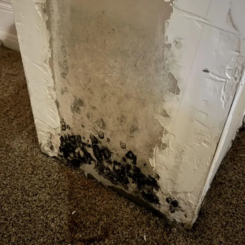 Professional Mold Removal in Weymouth, MA